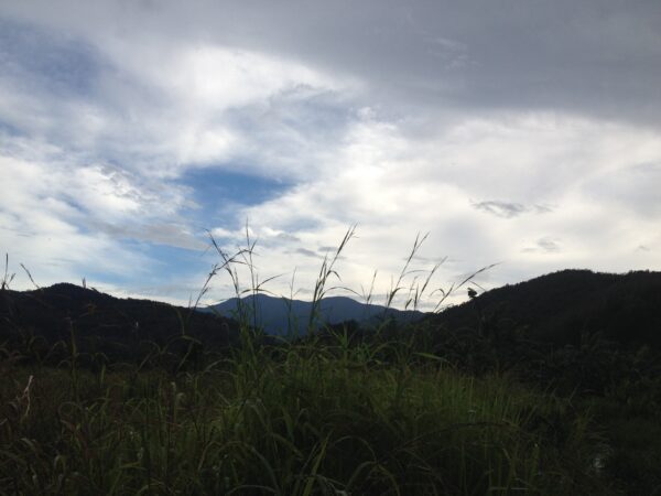 Blue Mountain Valley Tours & Coffee Experiences